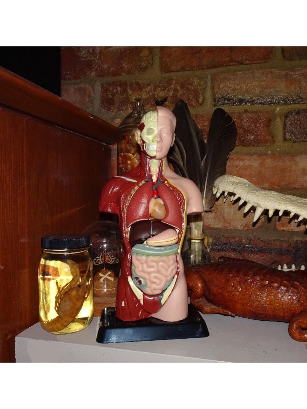 Vintage Human Torso Model w/ detachable organs oddity curiosity medical anatomy